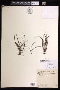 Haplopteris stenophylla image