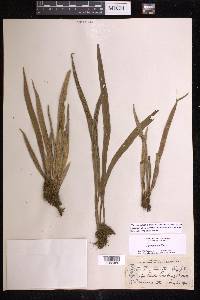 Polytaenium lineatum image