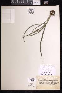 Polytaenium lineatum image