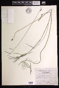 Euphorbia sphaerorhiza image