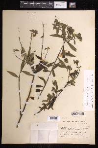 Euphorbia orizabae image