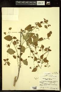 Euphorbia tresmariae image