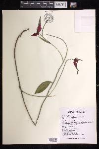 Euphorbia strigosa image