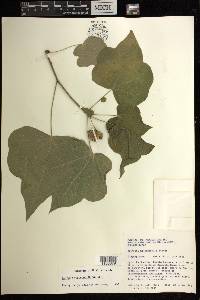Jatropha malacophylla image