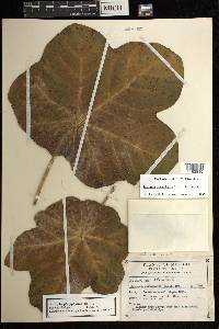 Jatropha peltata image