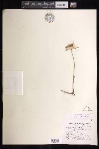 Euphorbia radians image
