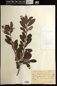 Grimmeodendron eglandulosum image