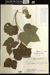 Jatropha malacophylla image