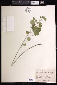 Euphorbia subreniformis image