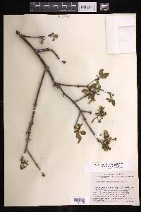 Euphorbia schlechtendalii image