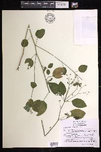 Euphorbia xalapensis image