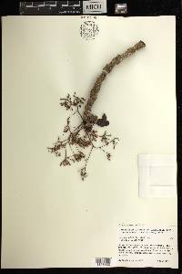 Jatropha peltata image