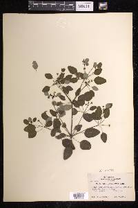 Euphorbia petiolaris image