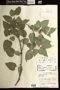 Jatropha cordata image