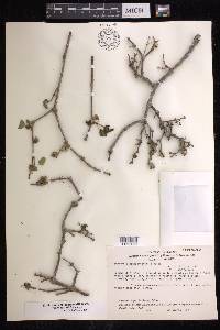 Euphorbia schlechtendalii image