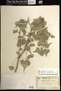 Jatropha cardiophylla image