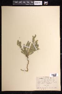 Euphorbia trichotoma image