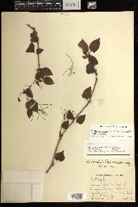 Jatropha cordata image