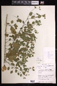 Euphorbia tresmariae image