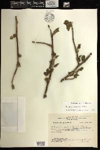 Jatropha malacophylla image