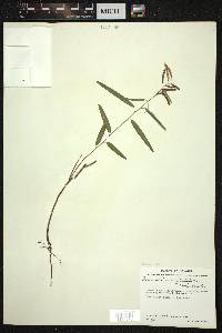 Desmodium angustifolium image