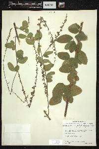 Desmodium polystachyum image