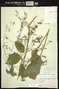 Desmodium tortuosum image