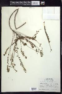 Phyllanthus dimorphus image