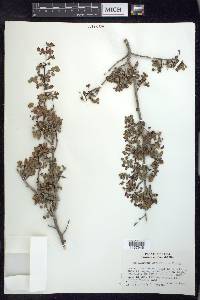 Phyllanthus orbicularis image