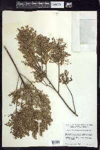 Phyllanthus scopulorum image