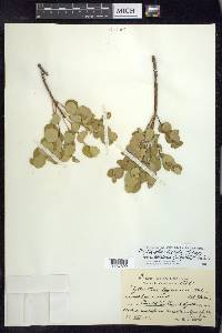 Phyllanthus × pallidus image