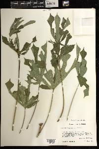 Manihot aesculifolia image