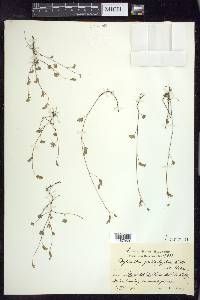 Phyllanthus pentaphyllus image