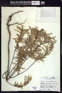 Phyllanthus scopulorum image