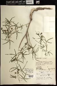 Manihot rhomboidea subsp. microcarpa image