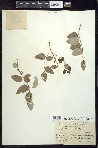 Phyllanthus discolor image