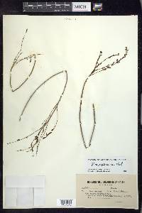 Phyllanthus maestrensis image