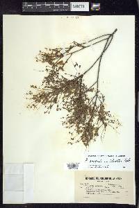 Phyllanthus scopulorum image