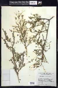 Phyllanthus chamaecristoides subsp. baracoensis image