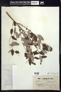 Phyllanthus discolor image