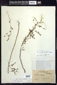 Phyllanthus amarus image