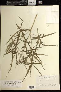 Manihot rhomboidea subsp. microcarpa image