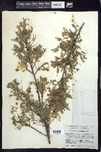 Phyllanthus chamaecristoides subsp. baracoensis image