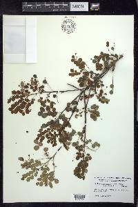 Phyllanthus myrtilloides image