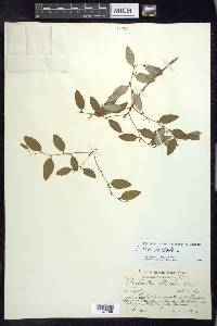 Phyllanthus discolor image