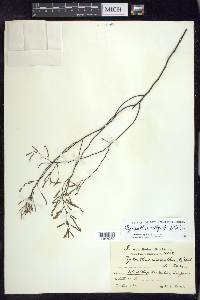 Phyllanthus selbyi image