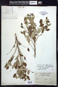 Phyllanthus discolor image