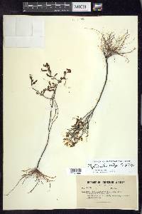 Phyllanthus selbyi image