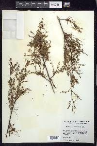 Phyllanthus chamaecristoides subsp. baracoensis image