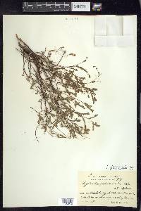 Phyllanthus pulverulentus image